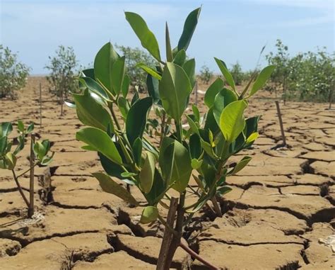 Mangroves Types in Indonesia and Their Benefits - Trees4Trees - tree planting | donate trees ...