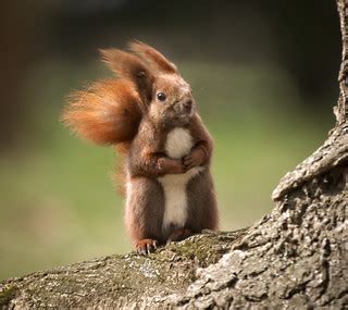 Windy day | Red squirrel (Sciurus vulgaris) male standing on… | Flickr