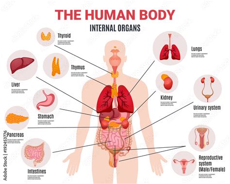 Human Internal Organs Infographic Poster Stock Vector | Adobe Stock