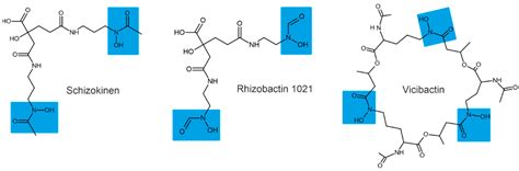 Plants | Free Full-Text | Bacterial Siderophores: Classification, Biosynthesis, Perspectives of ...