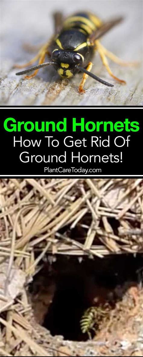 Learn How To Get Rid Of Ground Hornets | Homesteading