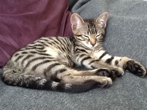 For Sale Last One STUNNING Bengal X Russian Blue Spotted Male Kitten | in Southampton, Hampshire ...