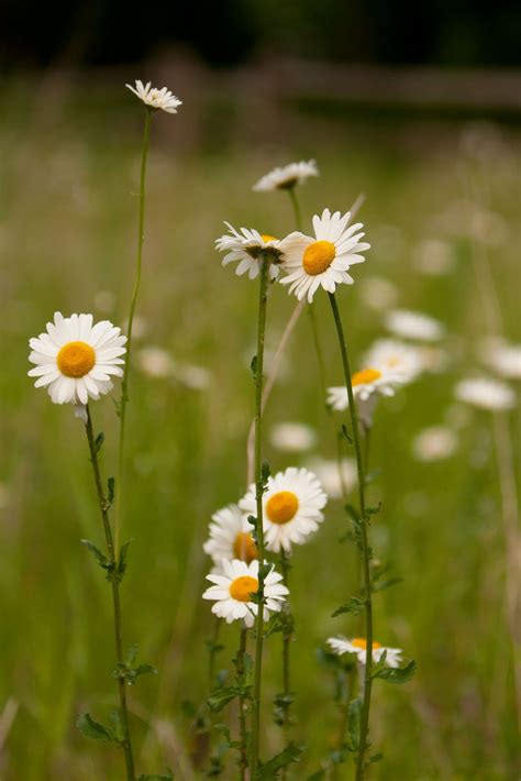 Chasing the Light: Meadow Flowers