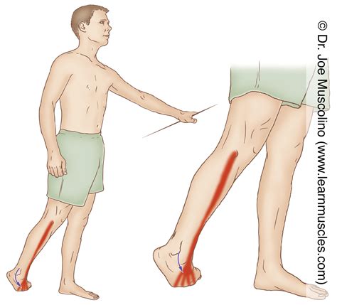 Extensor Digitorum Longus Muscle