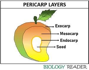 What is Pericarp? Meaning, Layers, Video and Functions - Biology Reader