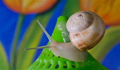 caracol snail 1 by gorrister76 on DeviantArt