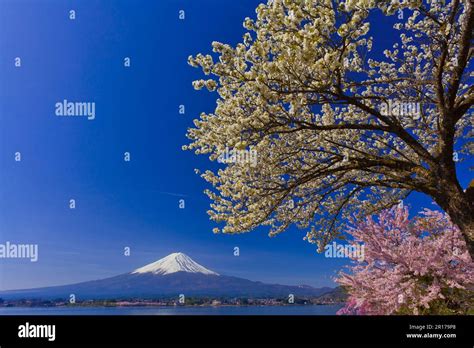 Mount Fuji with cherry blossom Stock Photo - Alamy