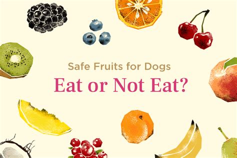 Which Fruits are Safe for Dogs to Eat? Discover the Benefits & Pitfalls