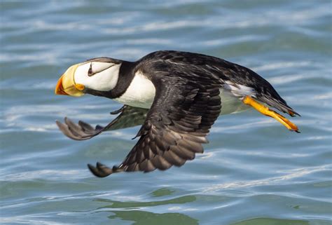 Flying Puffin - Photo Blog - Niebrugge Images