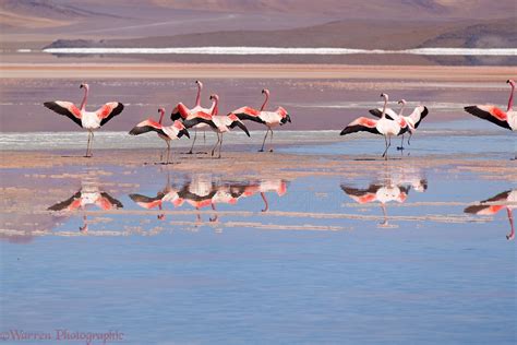 Andean Flamingos, Laguna Colorada, Bolivia photo WP44128