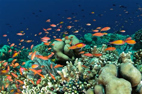 Diverse Marine Life and Diving Bunaken Marine Park - Sulawesi