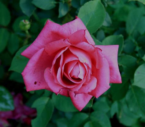 Rose Pink Flower - Free photo on Pixabay - Pixabay