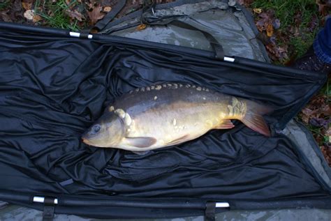 New carp introduced to the Carp Pond | Ravenfield Ponds