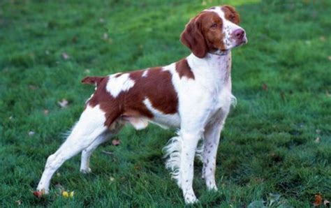 English Springer Spaniel vs Brittany - Breed Comparison