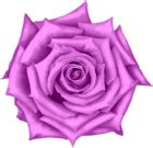 Rose Flower Pink PNG Clipart | Gallery Yopriceville - High-Quality Free Images and Transparent ...
