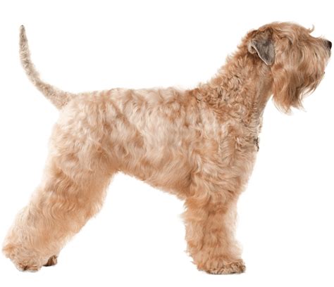 Soft Coated Wheaten Terrier Colorado - l2sanpiero