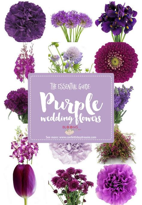 Best 25+ Purple names ideas on Pinterest | Lavender meaning, Flowers ...