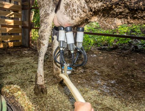 Milking a Cow with a Machine Stock Photo - Image of milked, industry: 137591188