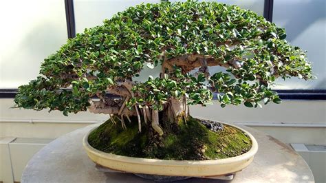 Bonsai Training Information Weeping Fig Tree - YouTube