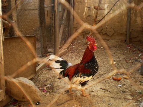 Denizli - Famous for its Rooster- Visit Turkey