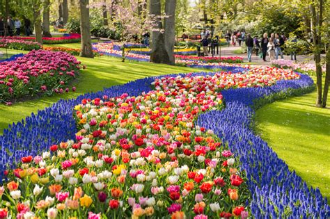 O jardim de tulipas da Holanda já floriu. Faça uma visita virtual grátis