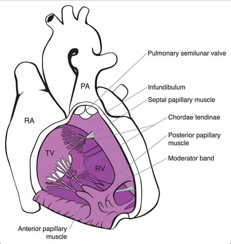 Clinical Anatomy Atlas Right Atrium Of Heart