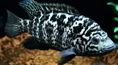 The Cuban Cichlid - coolfish.network