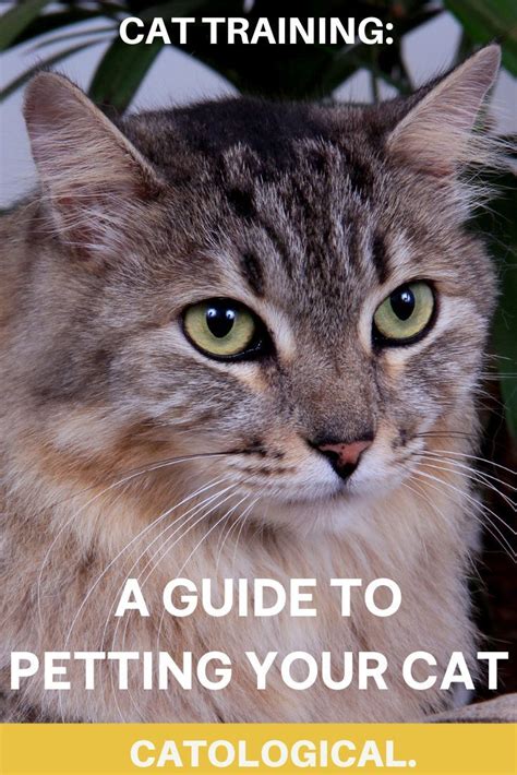 A guide to petting your cat do s don t s and petting zones – Artofit