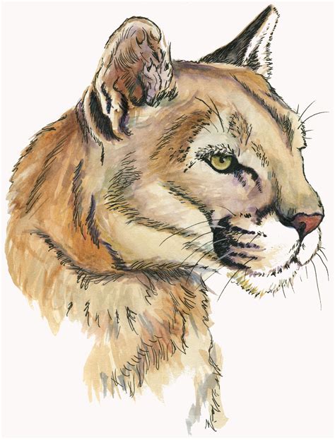 Mountain Lion Drawing at GetDrawings | Free download