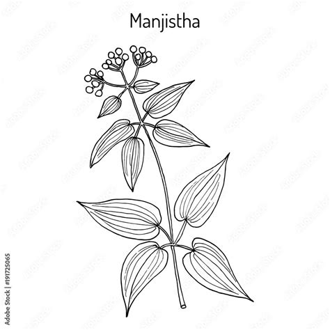 Manjistha Rubia cordifolia , medicinal plant Stock Vector | Adobe Stock