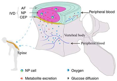 Role of the CEP in the proper nutrition of avascular discs. The IVDs... | Download Scientific ...