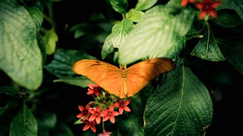 Audubon Butterfly Garden and Insectarium, New Orleans - Book Tickets