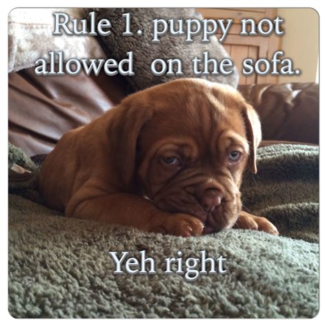 Dogue de Bordeaux puppy 8 weeks | Bordeaux dog, French mastiff, Funny dogs