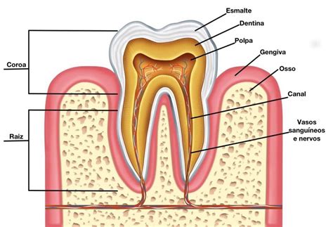 Funções da Polpa - Odontologia