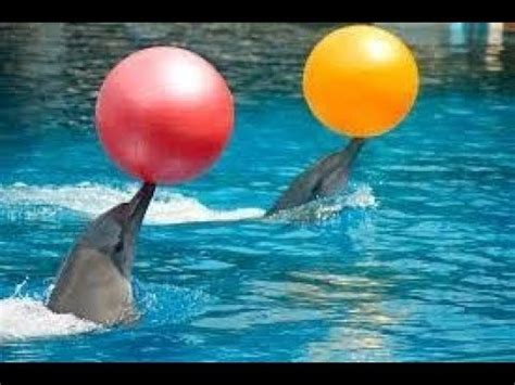 "👌🐬"Dubai Dolphinarium: Dolphins Circus Show"🐋👌"(Delfines jugando con ...