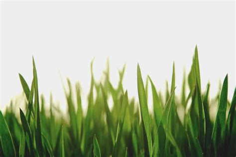 The 5 Best Weed Killers for Bermuda Grass in 2021 | PlantsControl.com