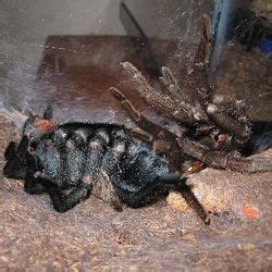 Tarantula Molting Process (Complete Guide) - SnakeTracks.com