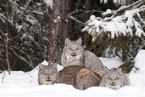 Animal Facts: Canada Lynx | Canadian Geographic