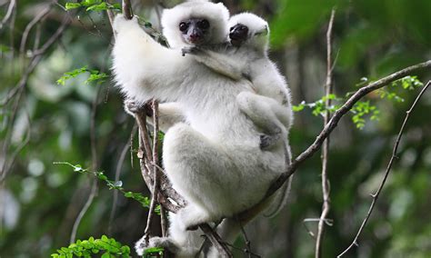 Primates- Silky Sifaka