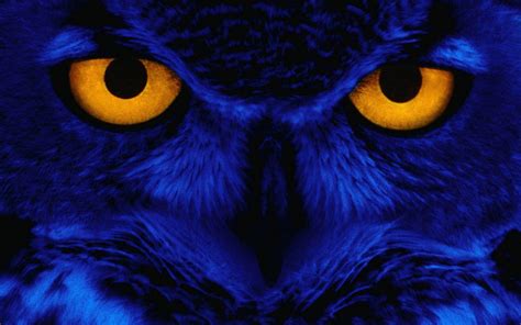 Halloween Owl Wallpapers - Wallpaper Cave