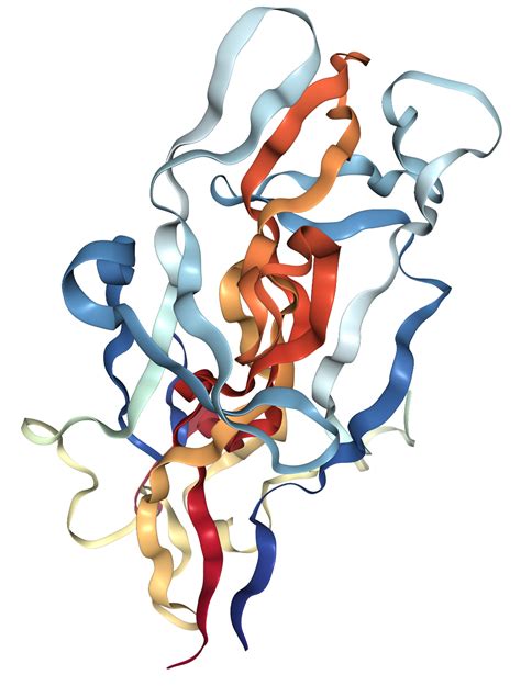 BDNF Protein Overview | Sino Biological