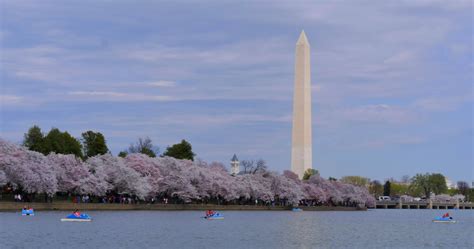 National Mall Cherry Blossoms Stock Video Footage for Free Download