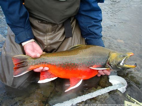 Dolly Varden – Western Native Trout