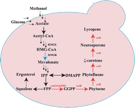 Overview of the lycopene biosynthesis pathway in P. pastoris. HMGR ...