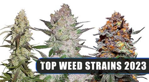 Top 20 Best Cannabis Strains and Seeds in 2023