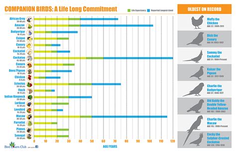 Companion Birds Infographic :: Behance