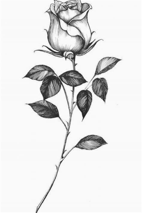 Single rose | Rose drawing tattoo, Realistic rose tattoo, Rose tattoos