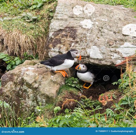 Nesting puffins stock image. Image of young, duck, island - 75888917