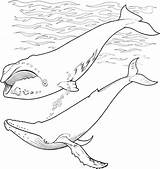 Whale Coloring Pages sketch template