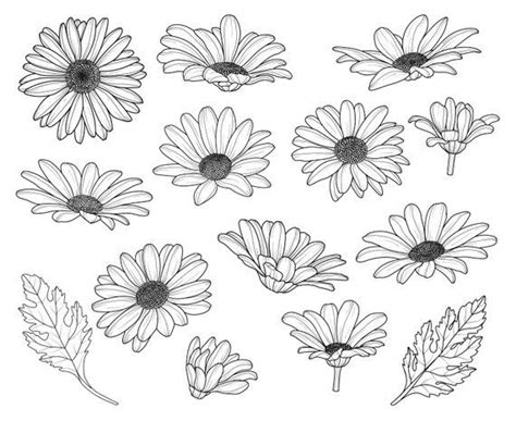 Daisy Flower Drawing Pics | Drawing Skill